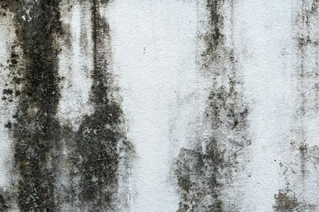 diferencia entre pintura antihumedad y antimoho